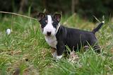 BULL TERRIER MINIATURE 238
